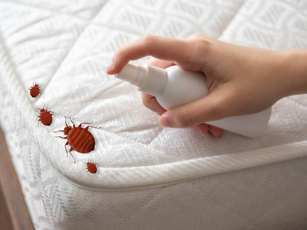 Best Mosquito Control Services  in Ddanelle, AR