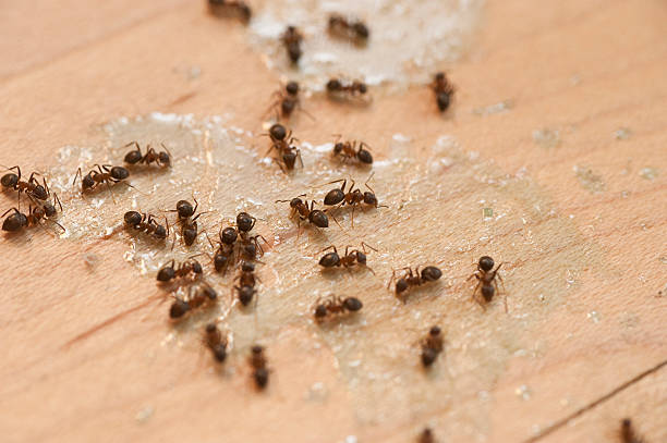 Best Pest Inspection Near Me  in Ddanelle, AR