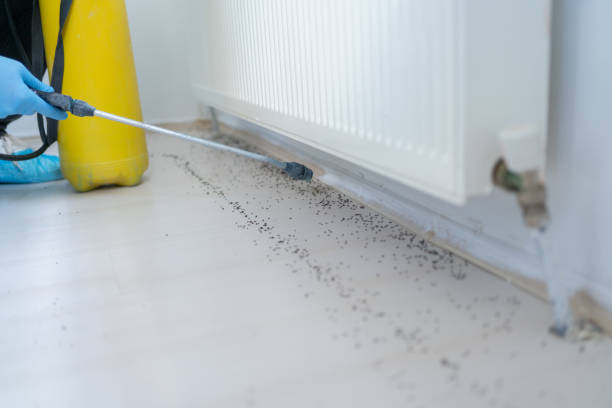 Best Termite Control Services  in Ddanelle, AR